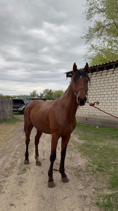 Айгыр сатам продам жеребца