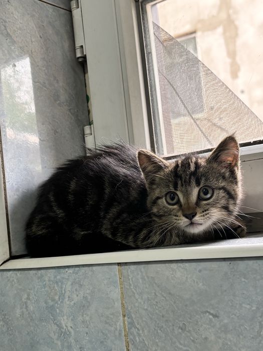 Пристраиваю котенка