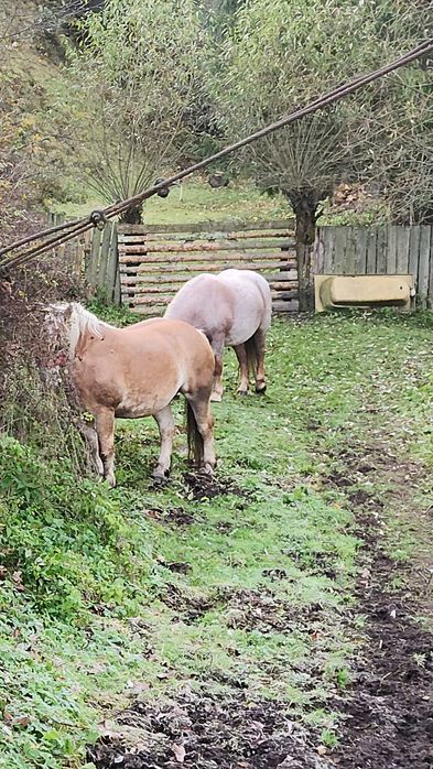 Vând 2 iepe de rasă – crescute în munte, puternice și sănătoase.