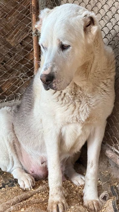 Продам щенков аллабая, лабрадора