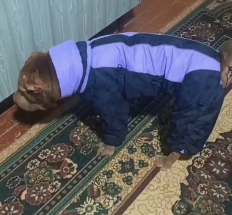 Одежда для собак,комбинезон для собак