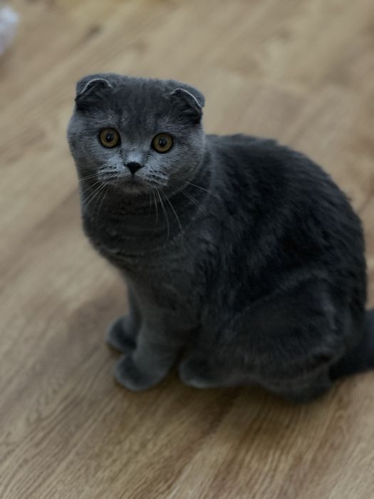 Вислоухая домашняя кошка