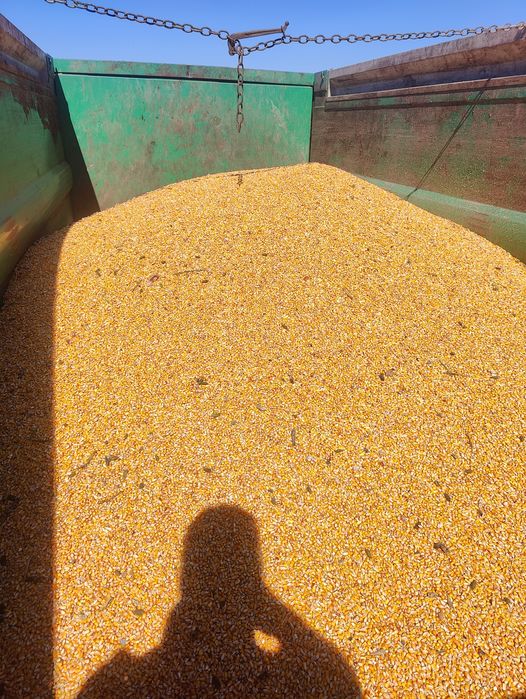 Vând porumb boabe recolta 2025