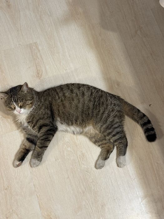 Кот в добрые руки