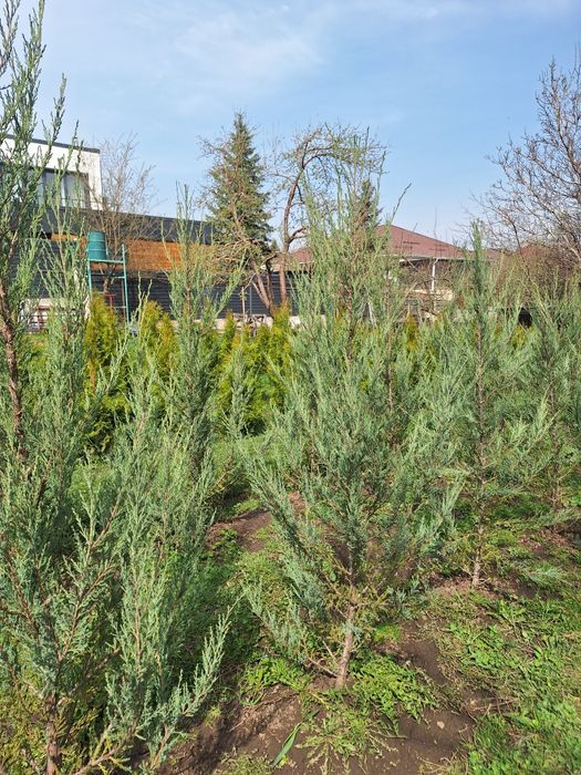 Продам можжевельник