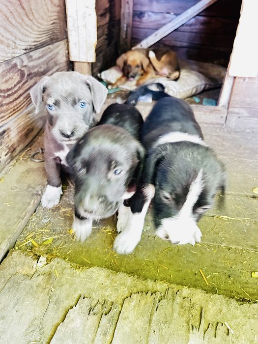Catelusi pentru adoptie