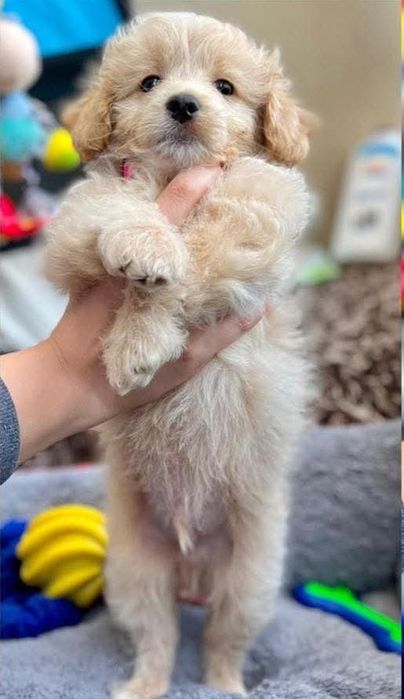 Maltipoo pudel mini toy