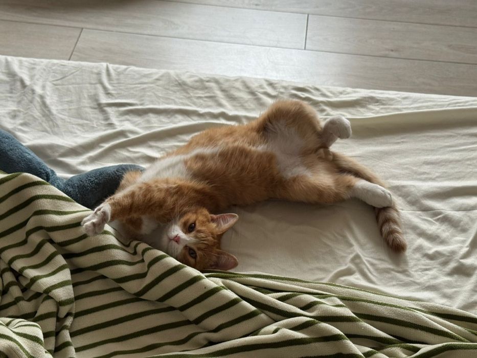 Отдам в хорошие руки кота