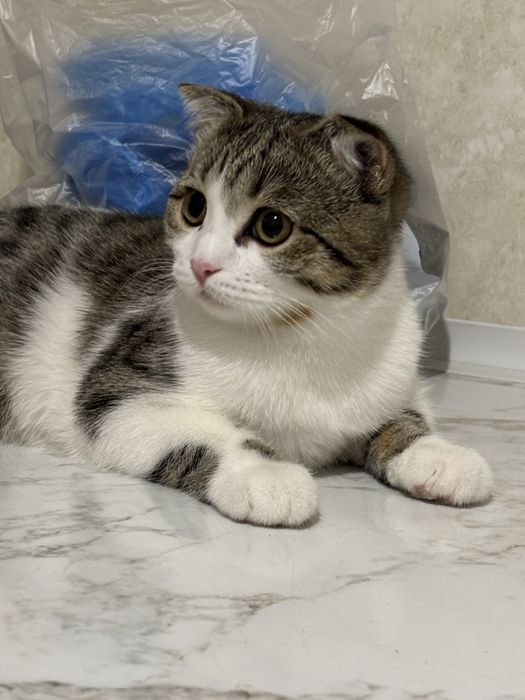 1 жарым жас мысық қыз