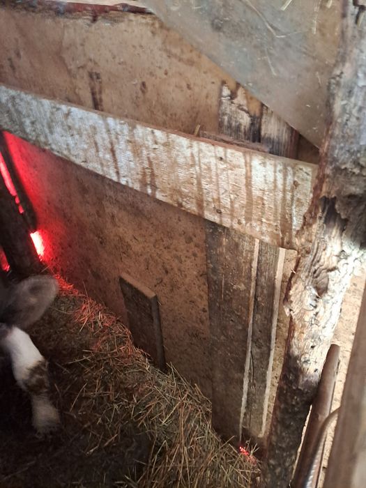 Vand vitea varsta o luna rasa holstein