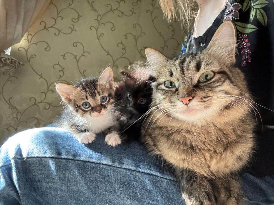 Красивые ласковые котята.