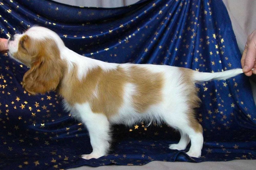 Щенки  кавалер кинг чарльз спаниель