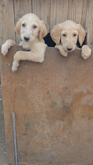 Тазы күшіктер / щенки тазы