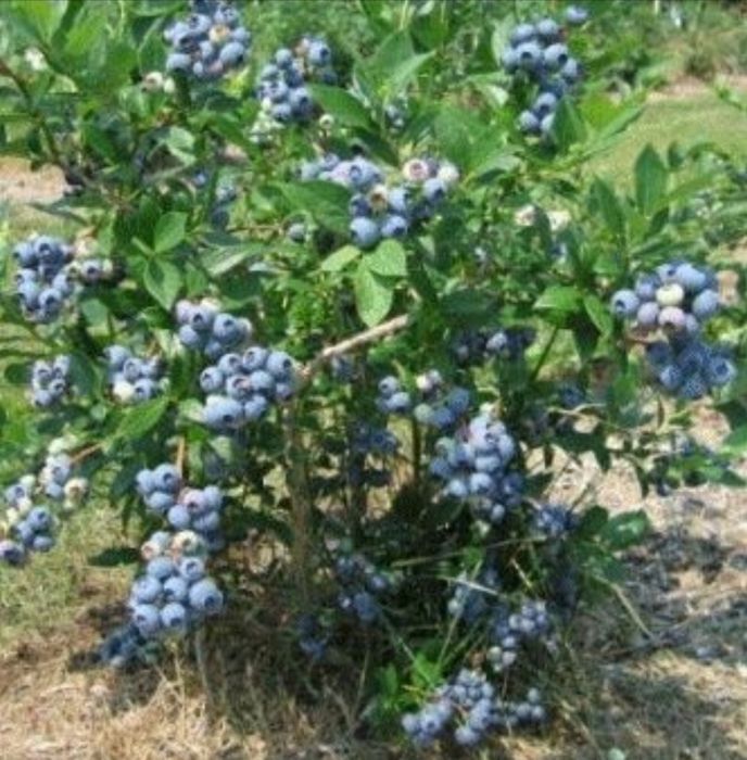 Vindem afin/coacaz/aronia de cultura