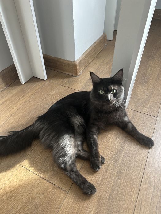 Отдам кота.1,2годика