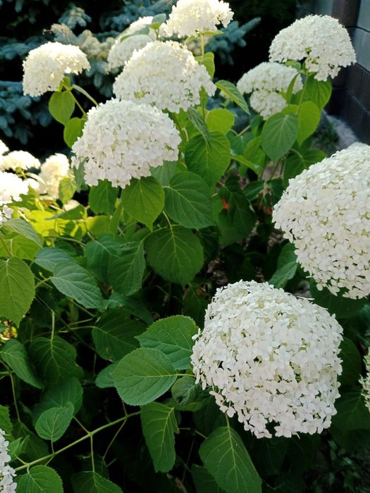 Гортензия метельчатая