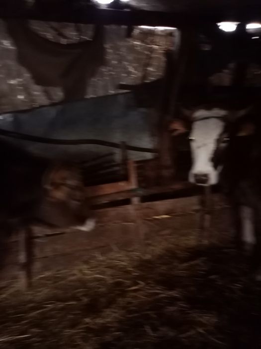 Junici gestante de vizare