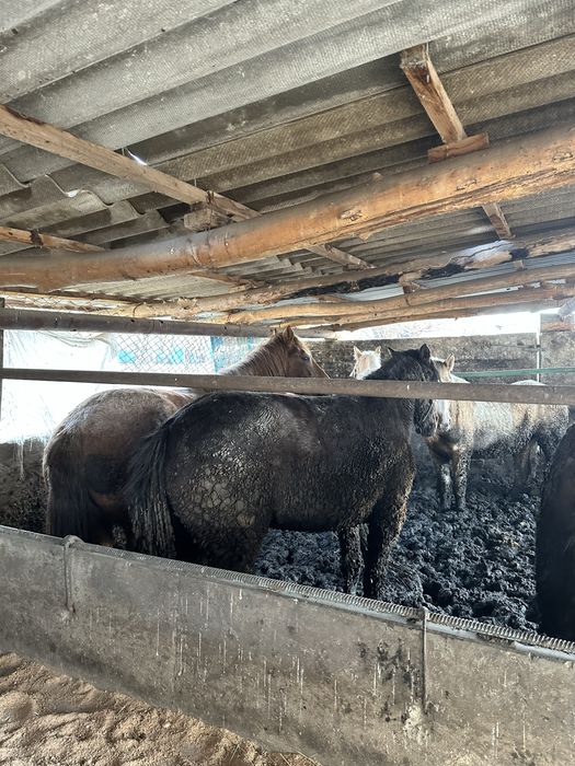 Бордақы биелер сатамын