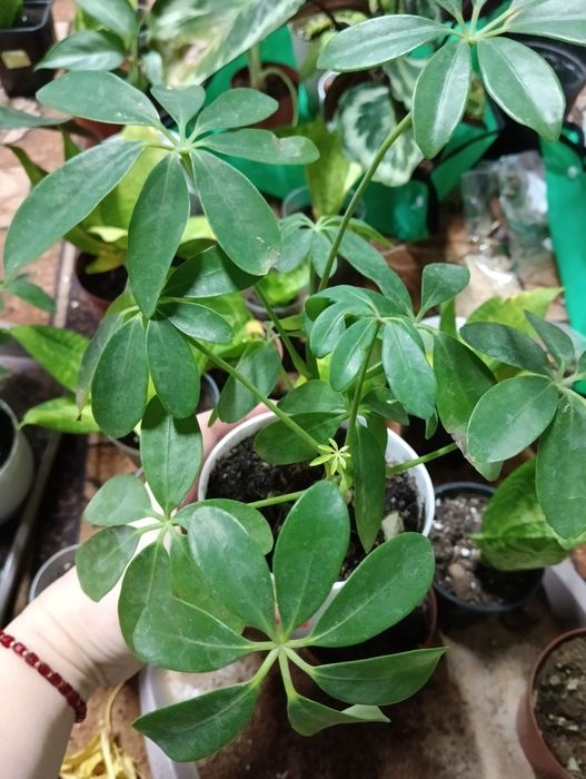 Комнатные растения