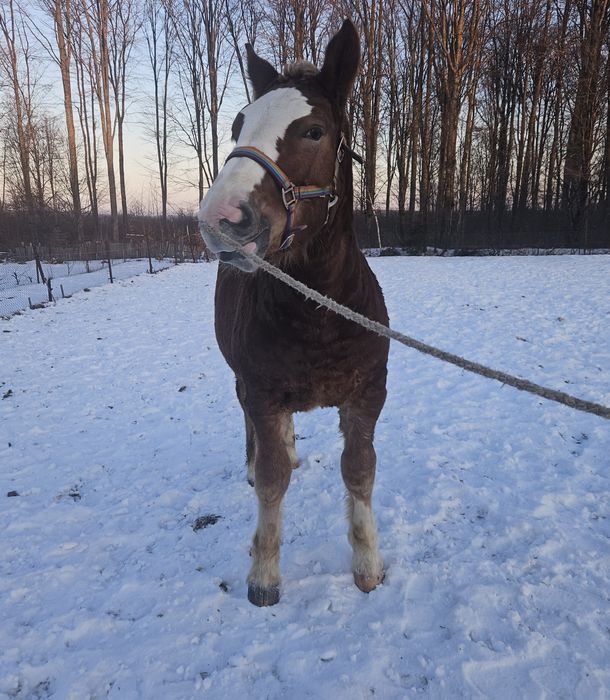 Vând mânz de 6 luni