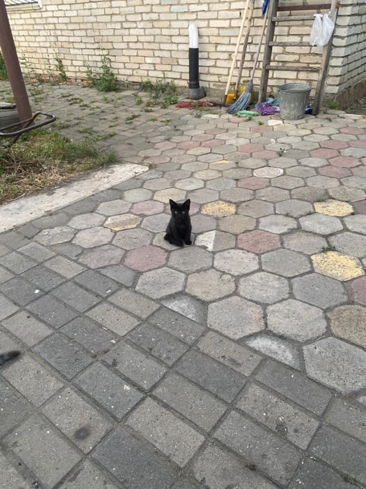 Котята бесплатно