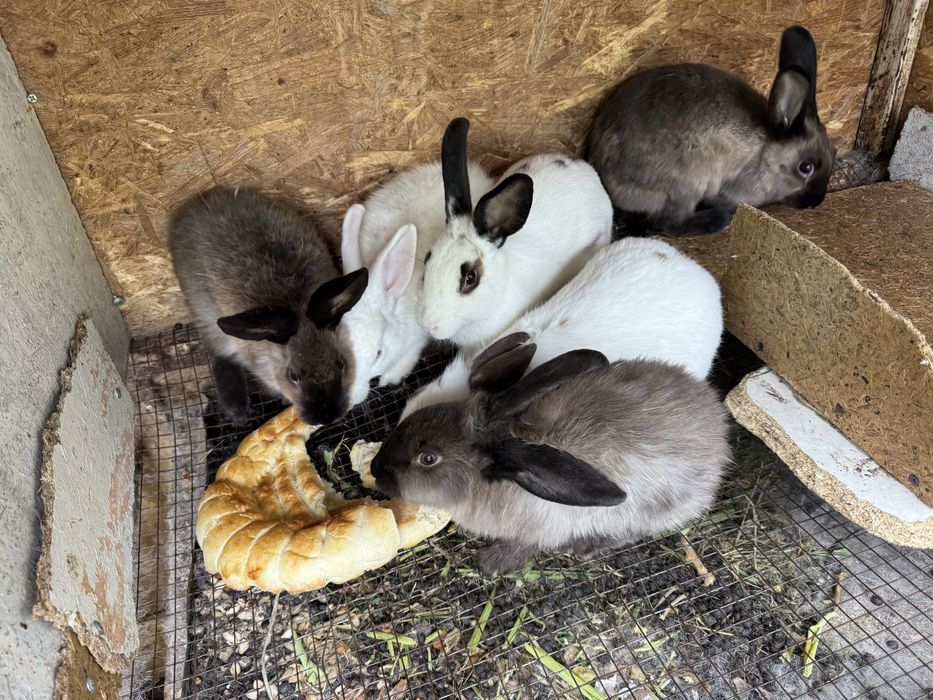 Продам декоративных кроликов