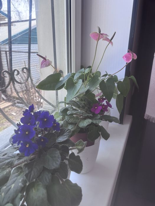 Комнатные цветы для дома , кафе, рестораны