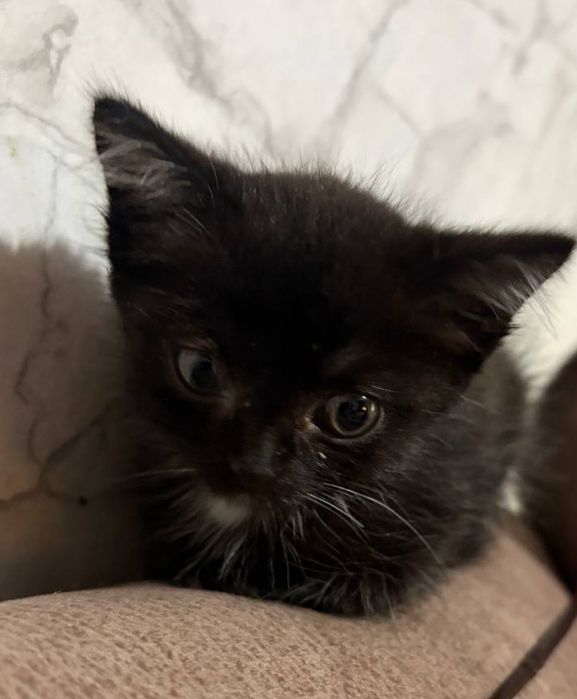 Котята ищум дом.