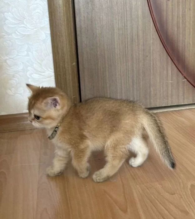 Золотые шиншиллки котята