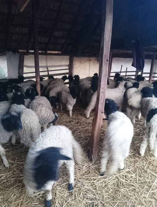 Mieii de vânzare grași ținuți Pe stabulație