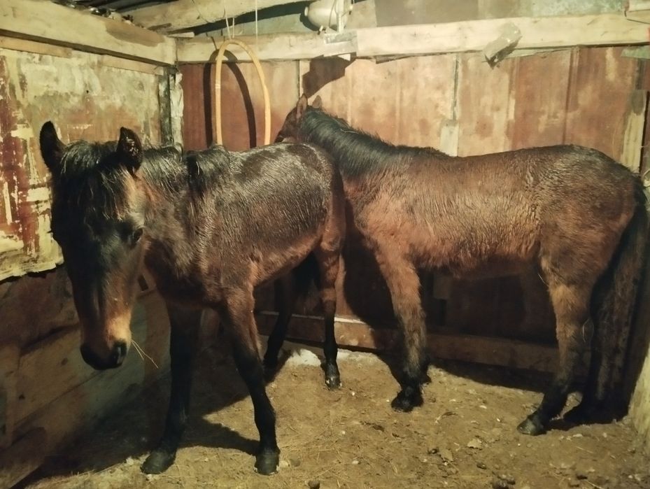 Ассалаумалейкум тай сатылады