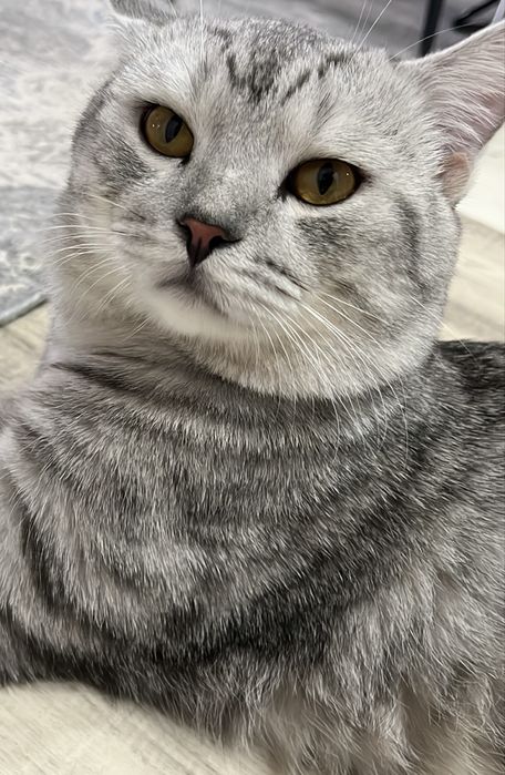 Отдам кошку и кота в добрые руки