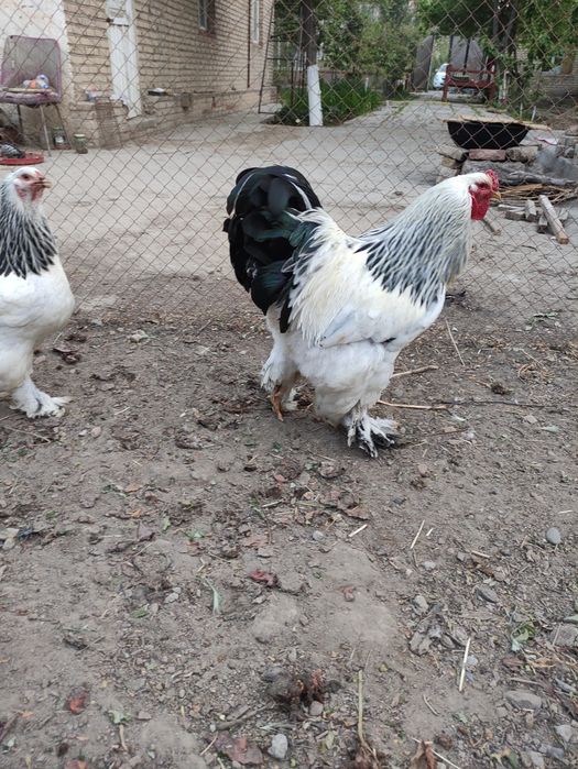 Брама товук тухумлари