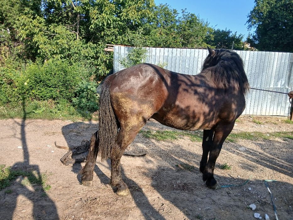 Mânz de vanzare are 1 an și 7 luni