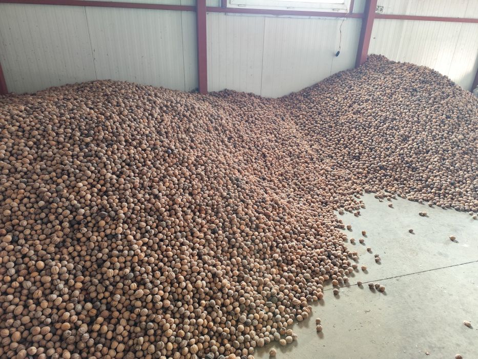 Nuca de vânzare 


,

producție 2024.