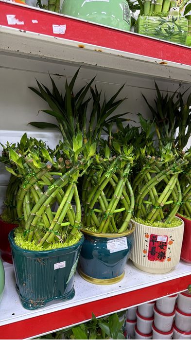 Бамбук в керамике