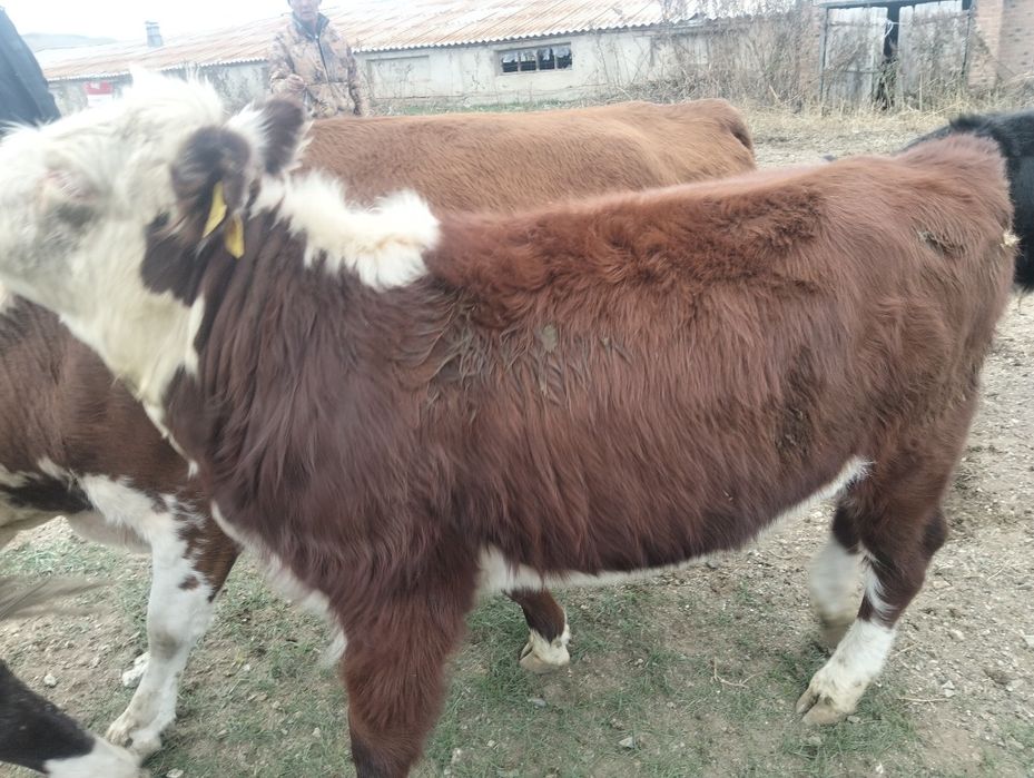 Соғымға подсос сатылады