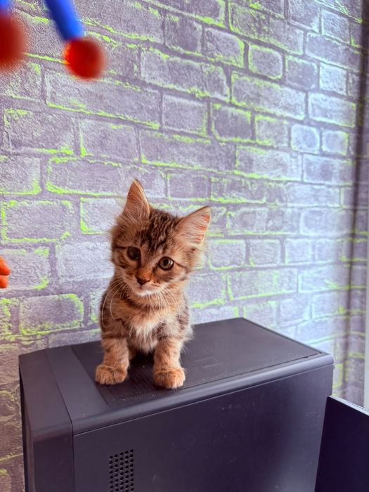 Котёнок в поисках дома