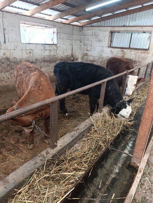 Продаются тёлки  белоголовые