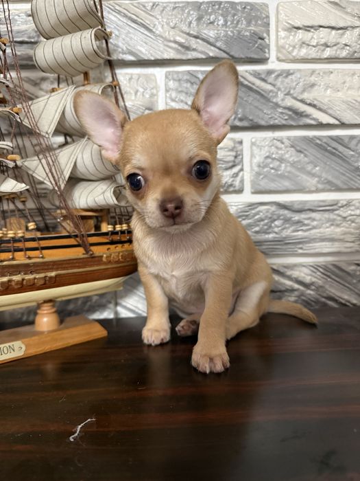 Супер мальчишка чихуахуа