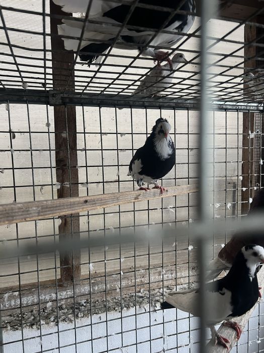 Disponibili porumbei jucatori