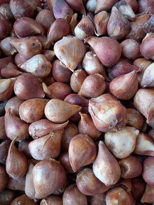 Лола пийози сотилади хозир экиладигон