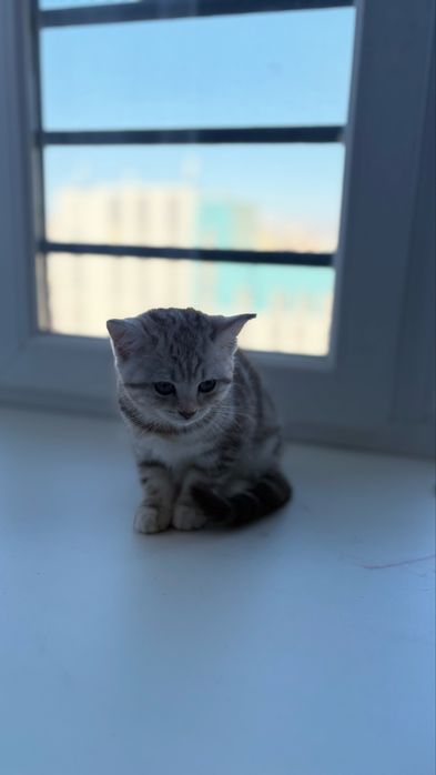 Продается котенок