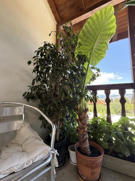 Продавам два вида фикус Бенджамин