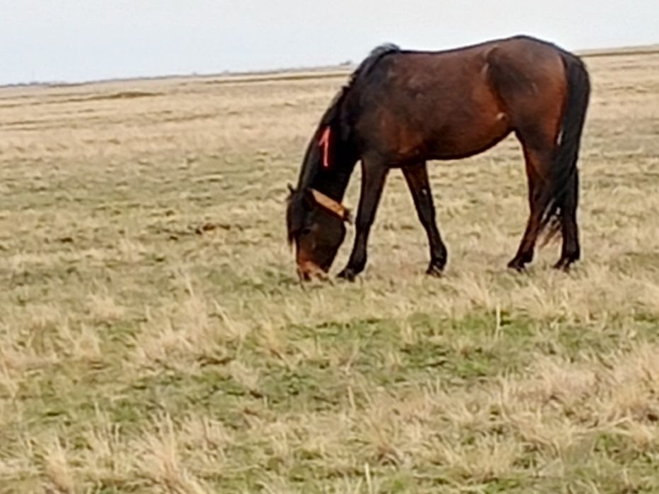 Құнан таза кушум