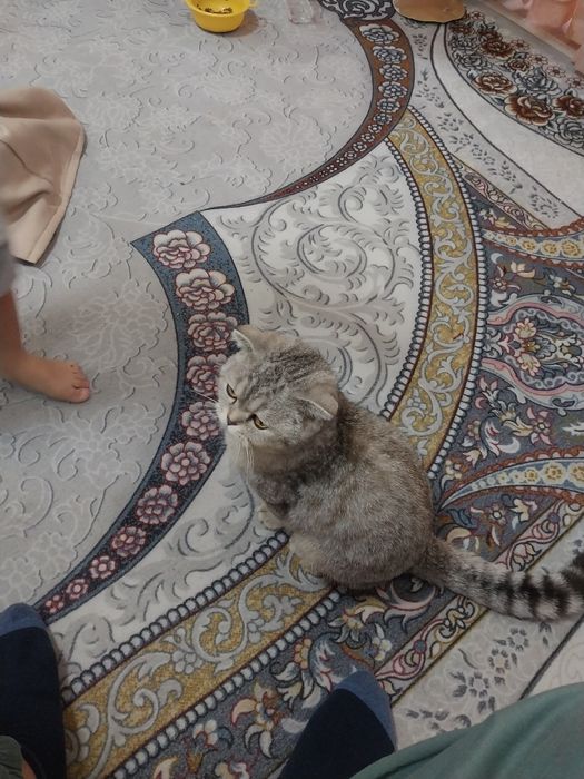 Srochno mushuk sotiladi