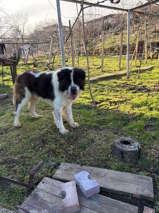 Подарявам мъжко куче Московска страживая