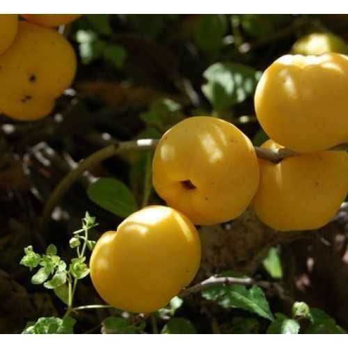 Японска дюля - Цидония