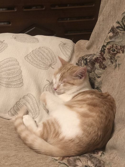 Отдам кота в добрые руки с отслеживанием судьбы