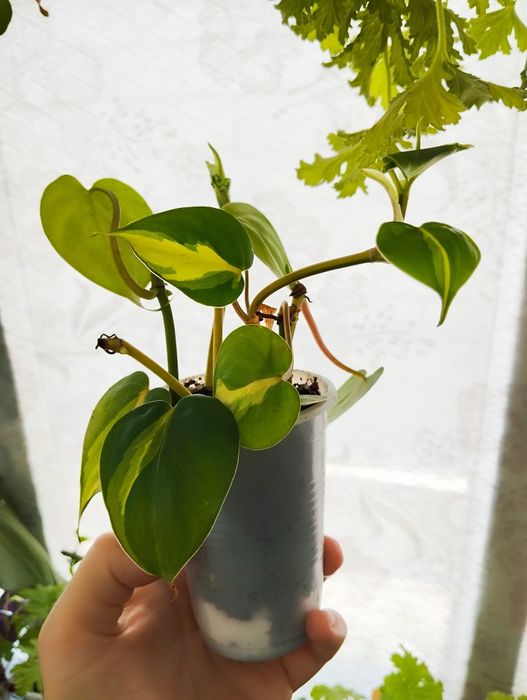 Филодендрон бразил